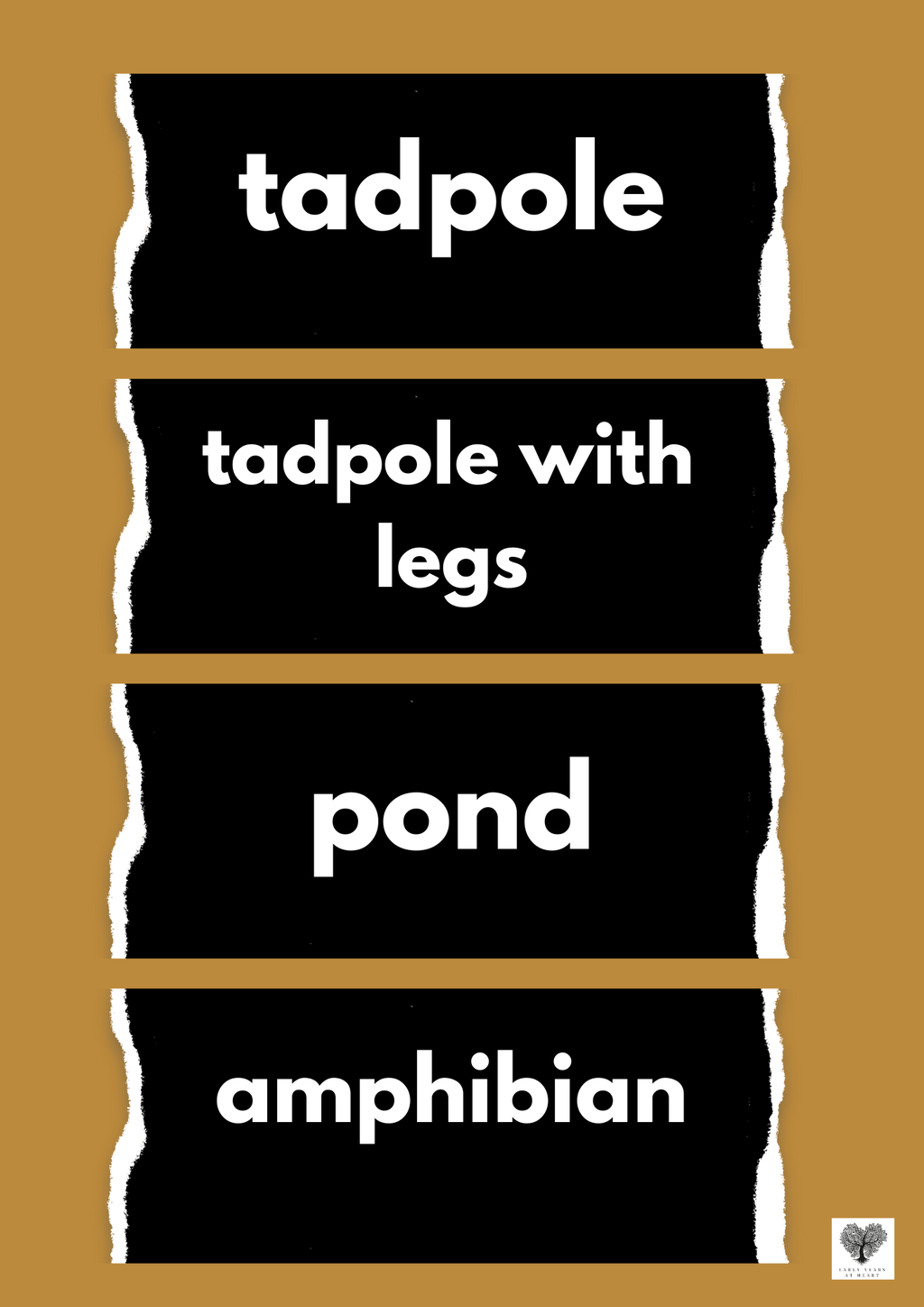 Frog Lifecycle Vocabulary Labels