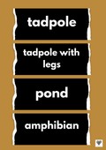 Frog Lifecycle Vocabulary Labels