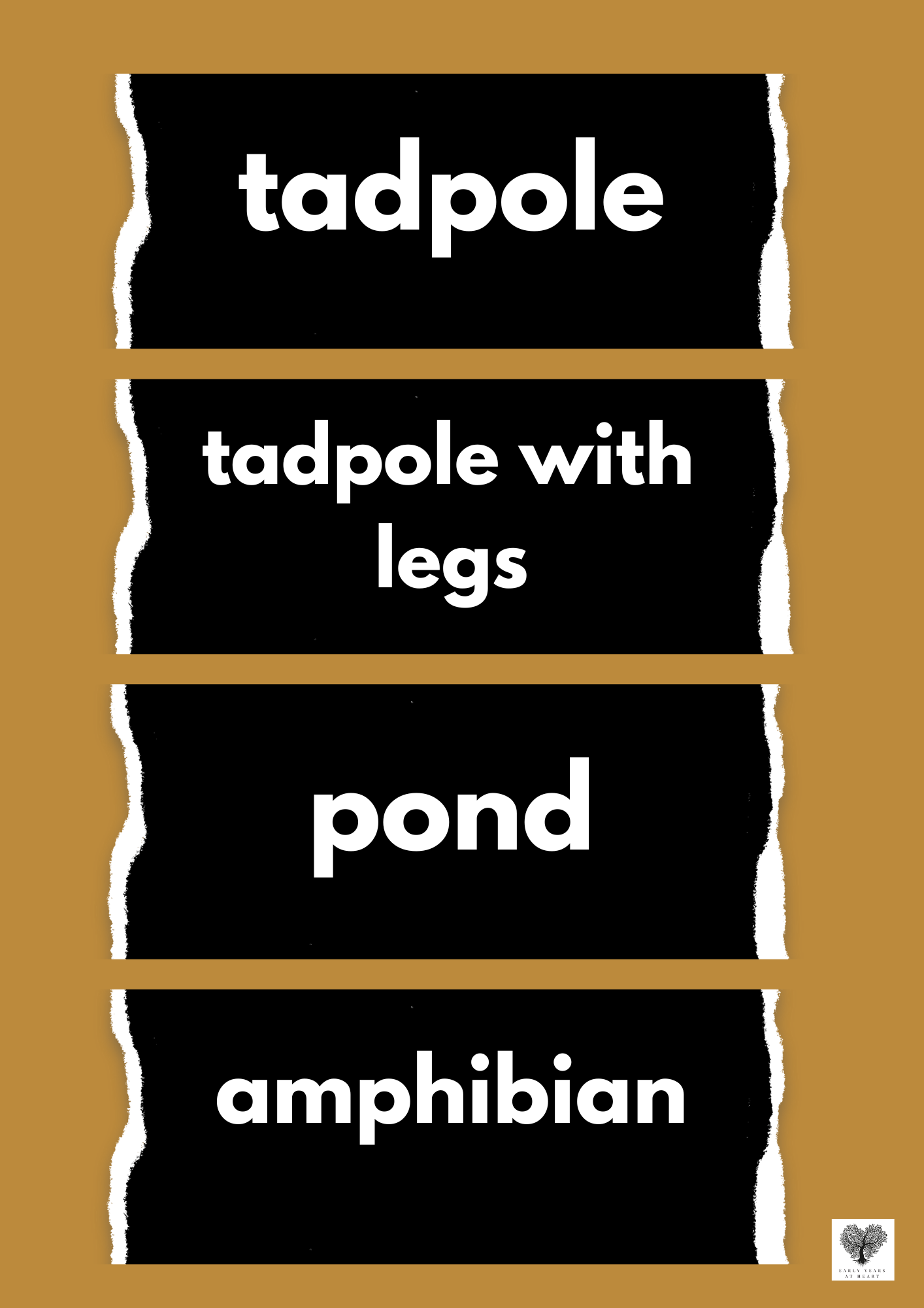 Frog Lifecycle Vocabulary Labels