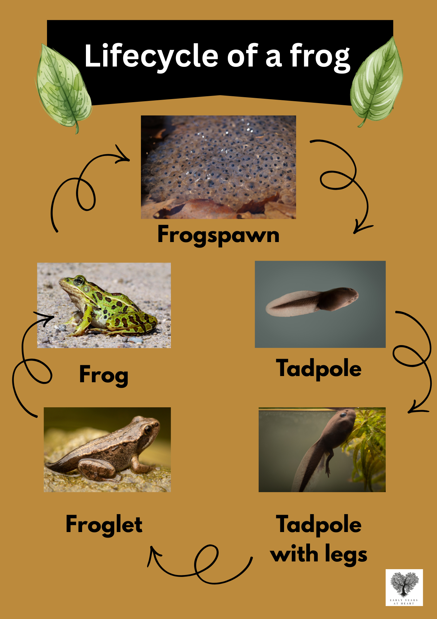 Lifecycle of a Frog Poster