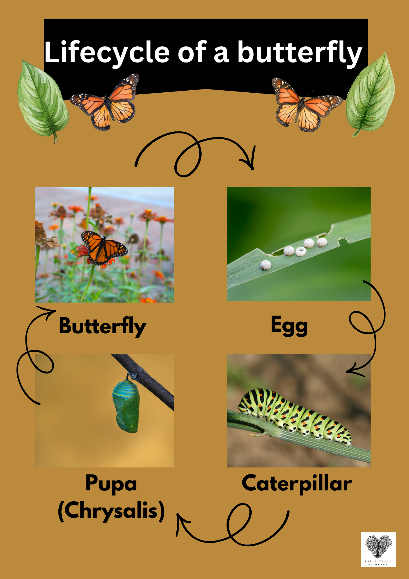 Lifecycle of a Butterfly Poster